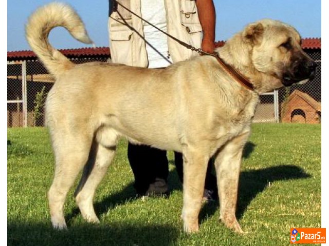  Kucenca Kangal Аnatholian Shepared