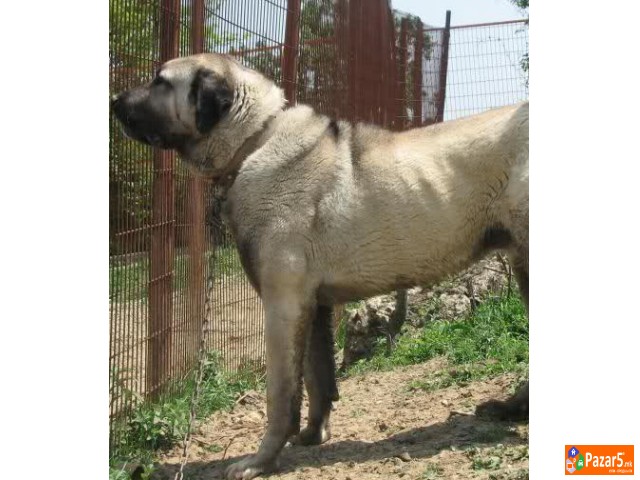  Kucenca Kangal Аnatholian Shepared
