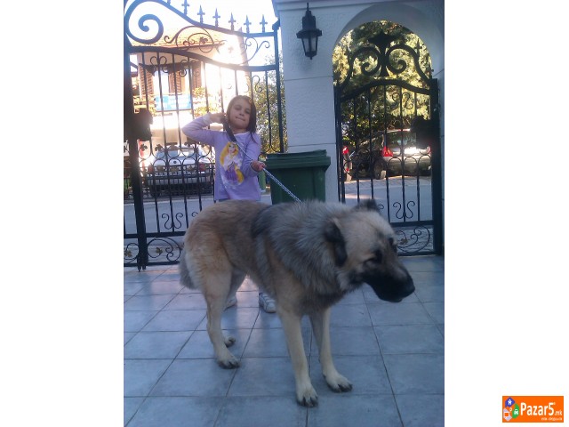  Kucenca Kangal Аnatholian Shepared