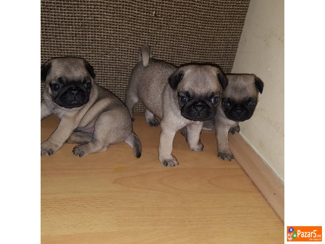 Prodavam Kutrinja Mops