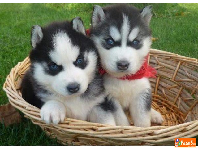 Haski So Plavi Oci Preubavi Malecki