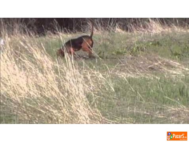 Se Prodava Zagarka Balkanka