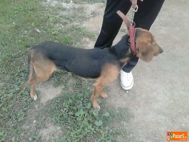 Se Prodava Zagarka Balkanka