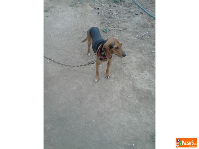 Se Prodava Zagarka Balkanka