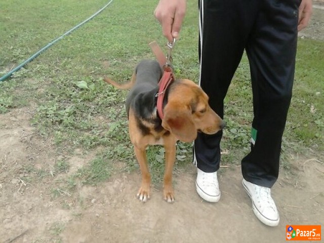 Se Prodava Zagarka Balkanka