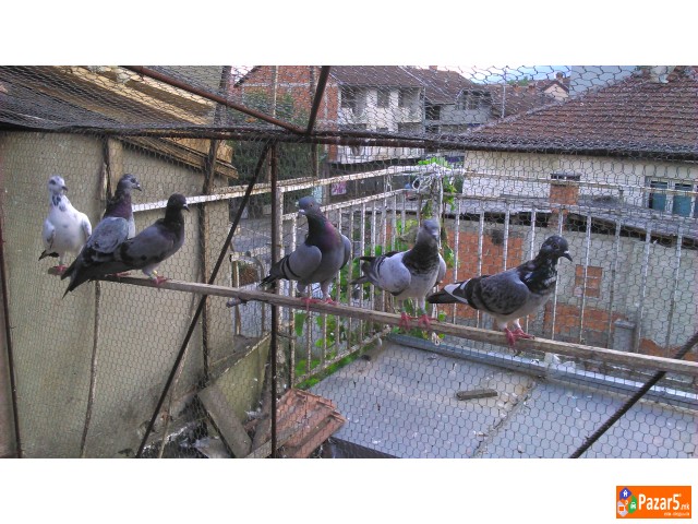 Енглески Типлер