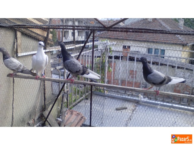 Енглески Типлер