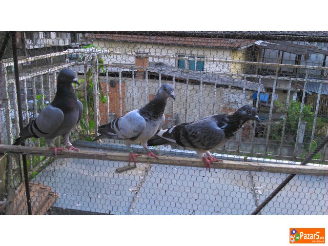 Енглески Типлер