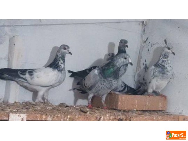 Енглески Типлер