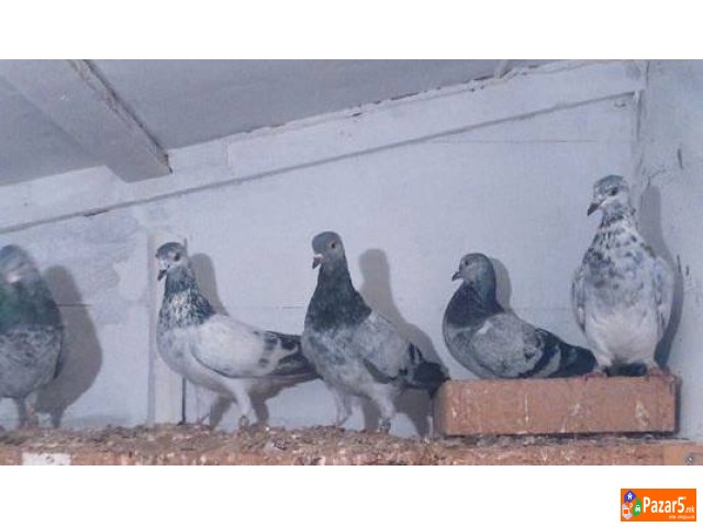 Енглески Типлер