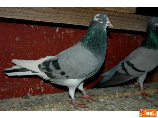 Енглески Типлер