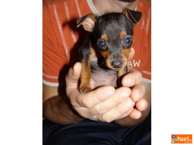 Dzudzsst Pinc Malecki