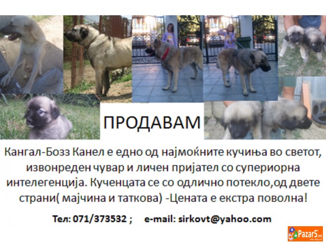Prodavam Kucenca -kangal