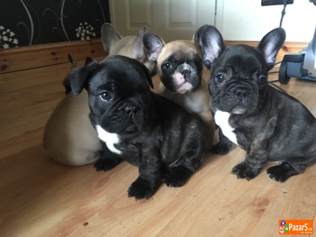 Францускиот булдог кученца