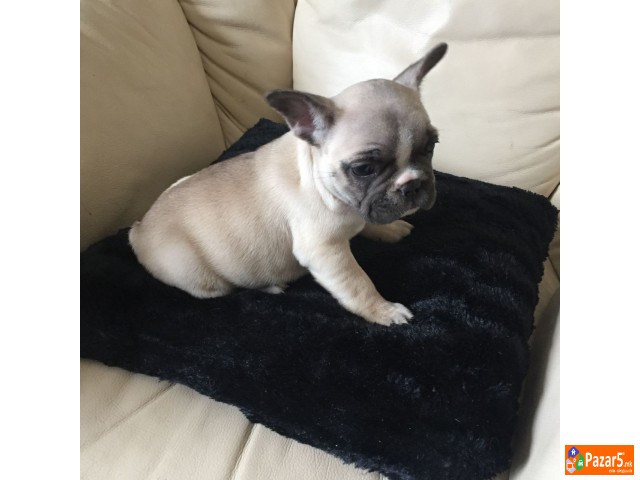 Францускиот булдог кученца