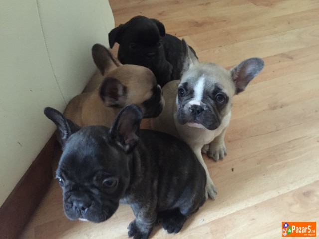 Францускиот булдог кученца