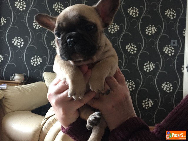 Францускиот булдог кученца