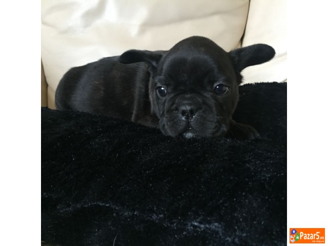 Францускиот булдог кученца