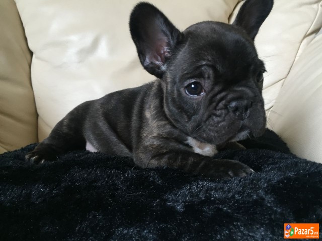 Францускиот булдог кученца