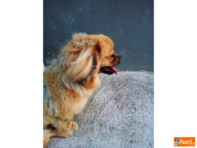 Kralski Pikinejzer Spremen Za Parenje 