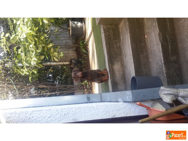 Prodavam Doberman