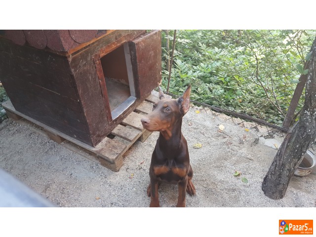 Prodavam Doberman