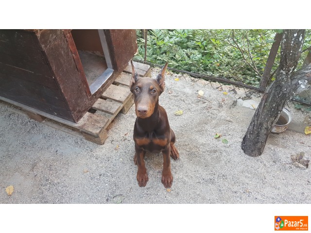 Prodavam Doberman