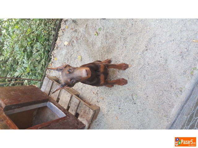 Prodavam Doberman