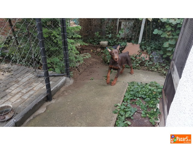 Prodavam Doberman