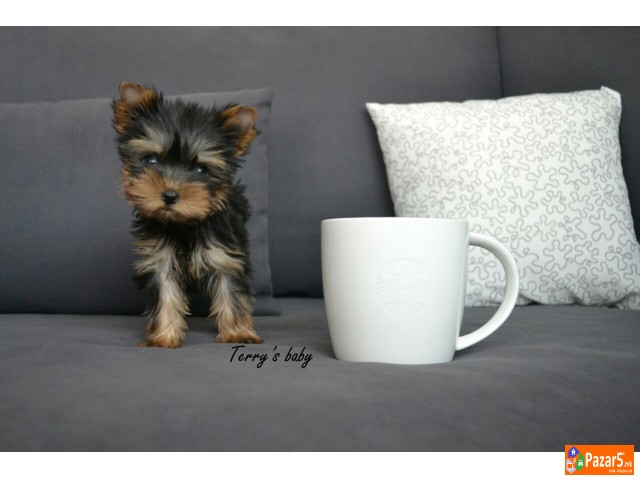 Jorksirski Terieri - Yorkie