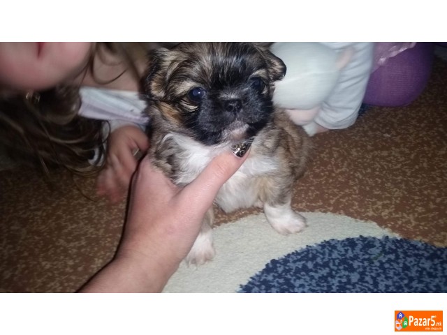 Kralski Pekinezeri Minijaturni Preubavi Malecki