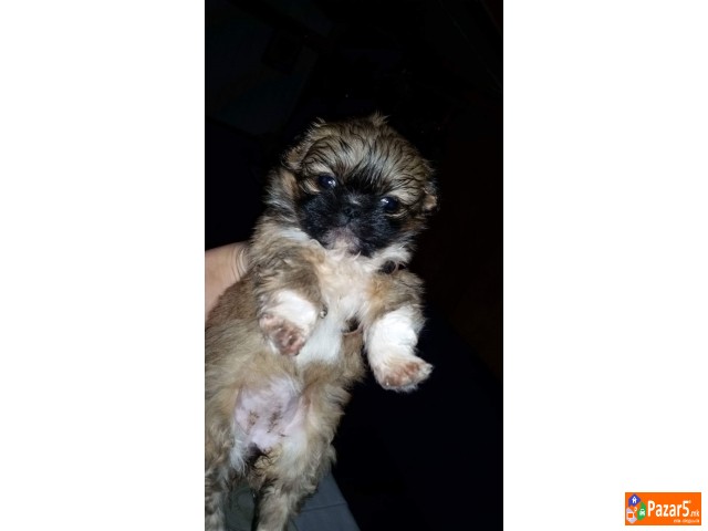 Kralski Pekinezeri Minijaturni Preubavi Malecki