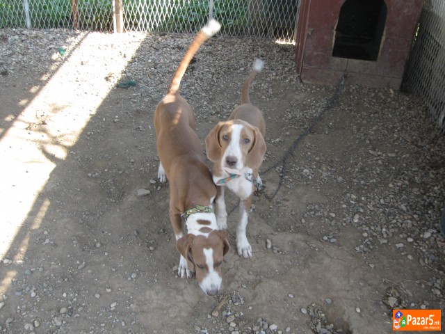 Prodavam Zagarcina Posavci