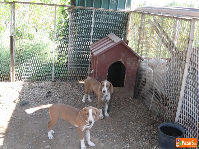 Prodavam Zagarcina Posavci