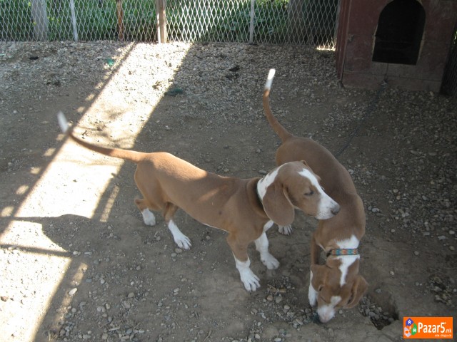 Prodavam Zagarcina Posavci