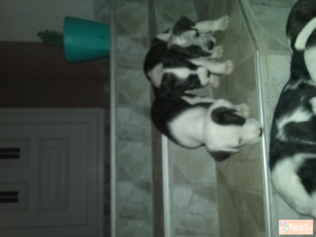 Se Prodavaat Kucenca Dogo Argentino Pitbull Mix