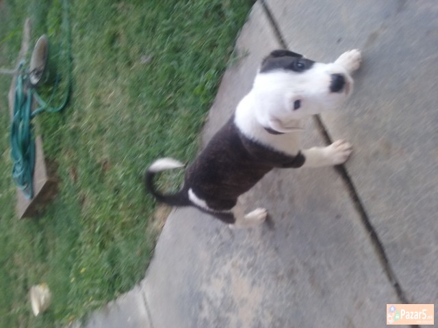 Se Prodavaat Kucenca Dogo Argentino Pitbull Mix