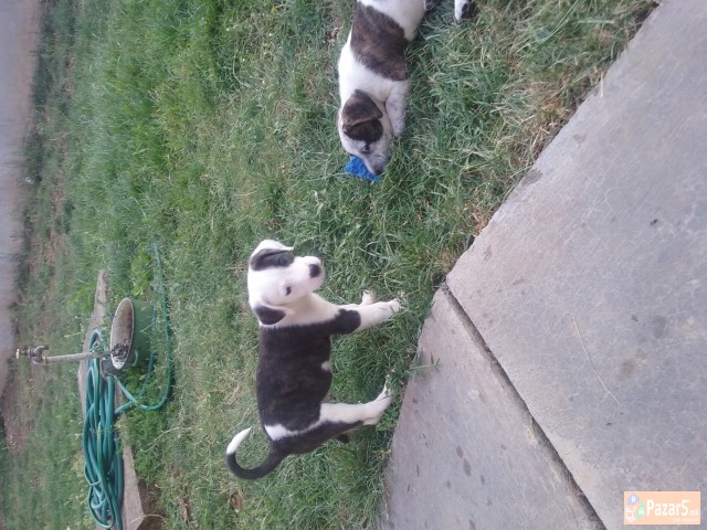 Se Prodavaat Kucenca Dogo Argentino Pitbull Mix