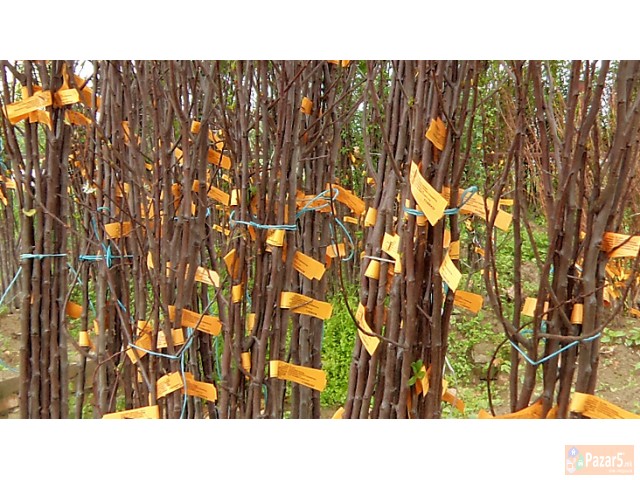 Biohumus I Sadnici So Sertifikat