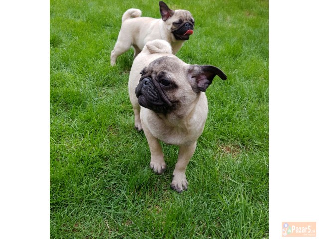 Боксер кученца за продажба.