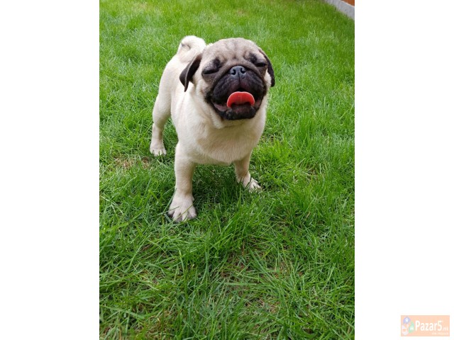 Боксер кученца за продажба.