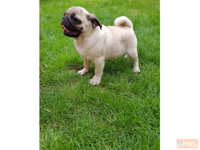 Боксер кученца за продажба.