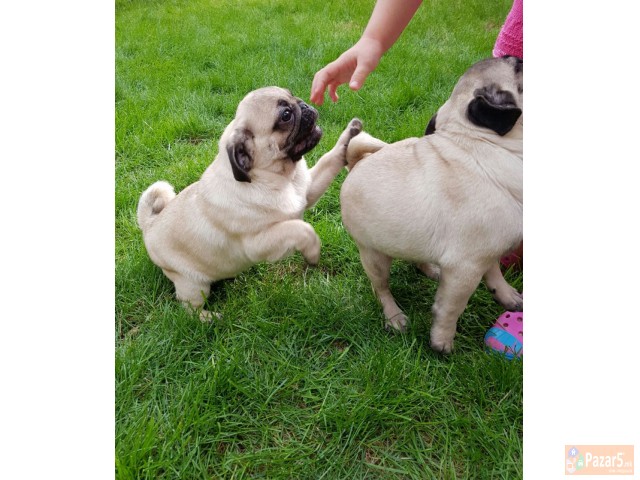 Боксер кученца за продажба.