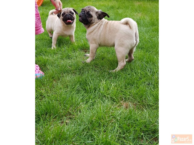 Боксер кученца за продажба.