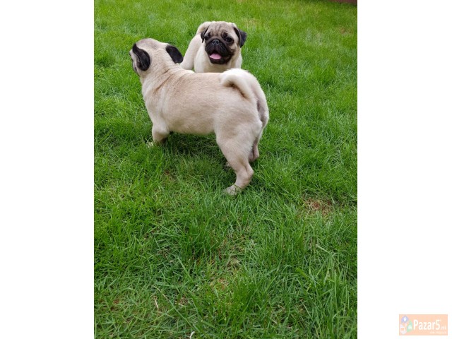 Боксер кученца за продажба.