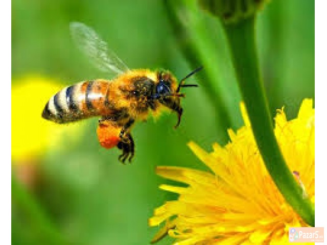 Фалсификати на медот и препознавање