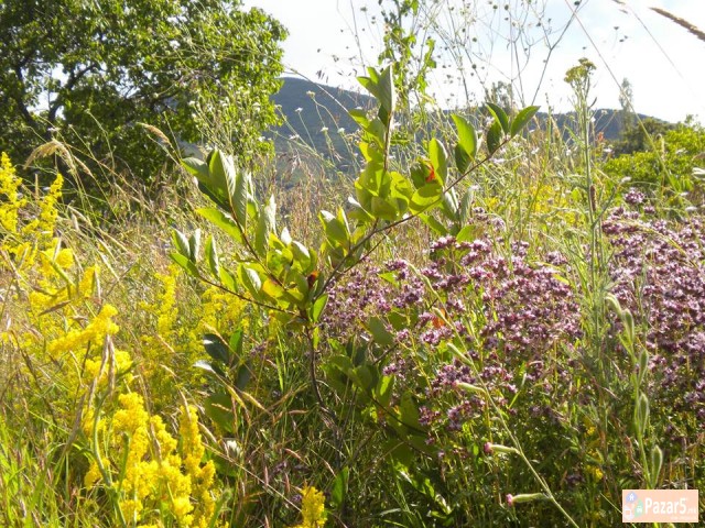 Eliksirot Na Mladosta Plodot Na Ljubov
