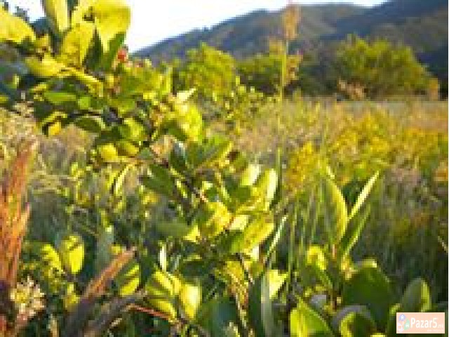 Eliksirot Na Mladosta Plodot Na Ljubov