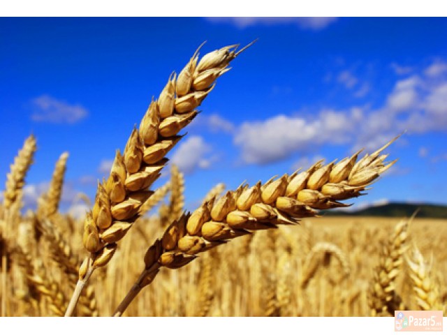 Pcenica Rekolta 2016