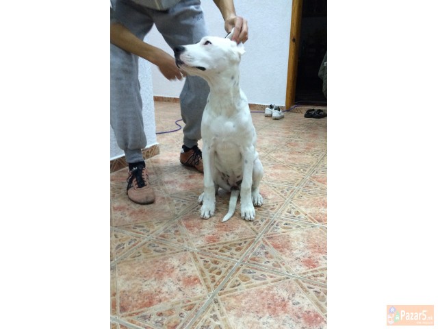 Dogo Argentino